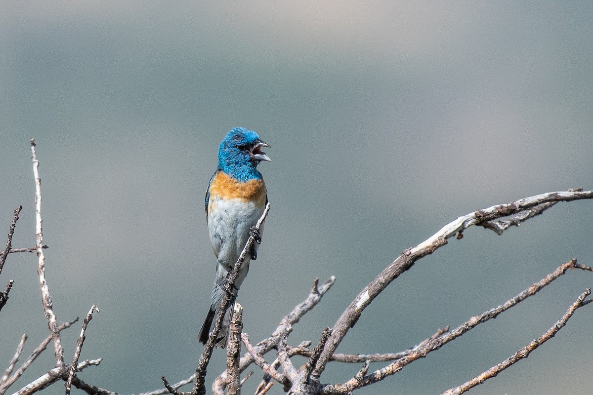 Lazuli Bunting - ML622377353