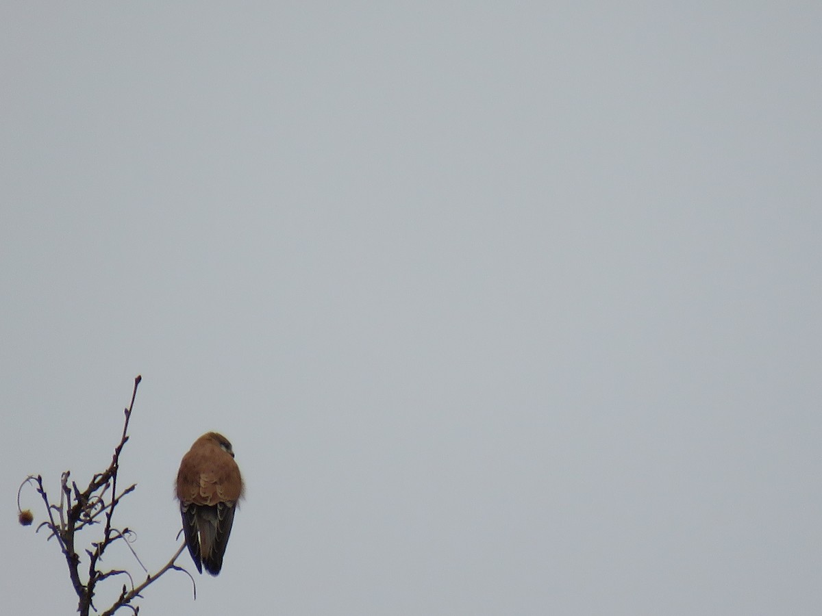 Nankeen Kestrel - ML622377410