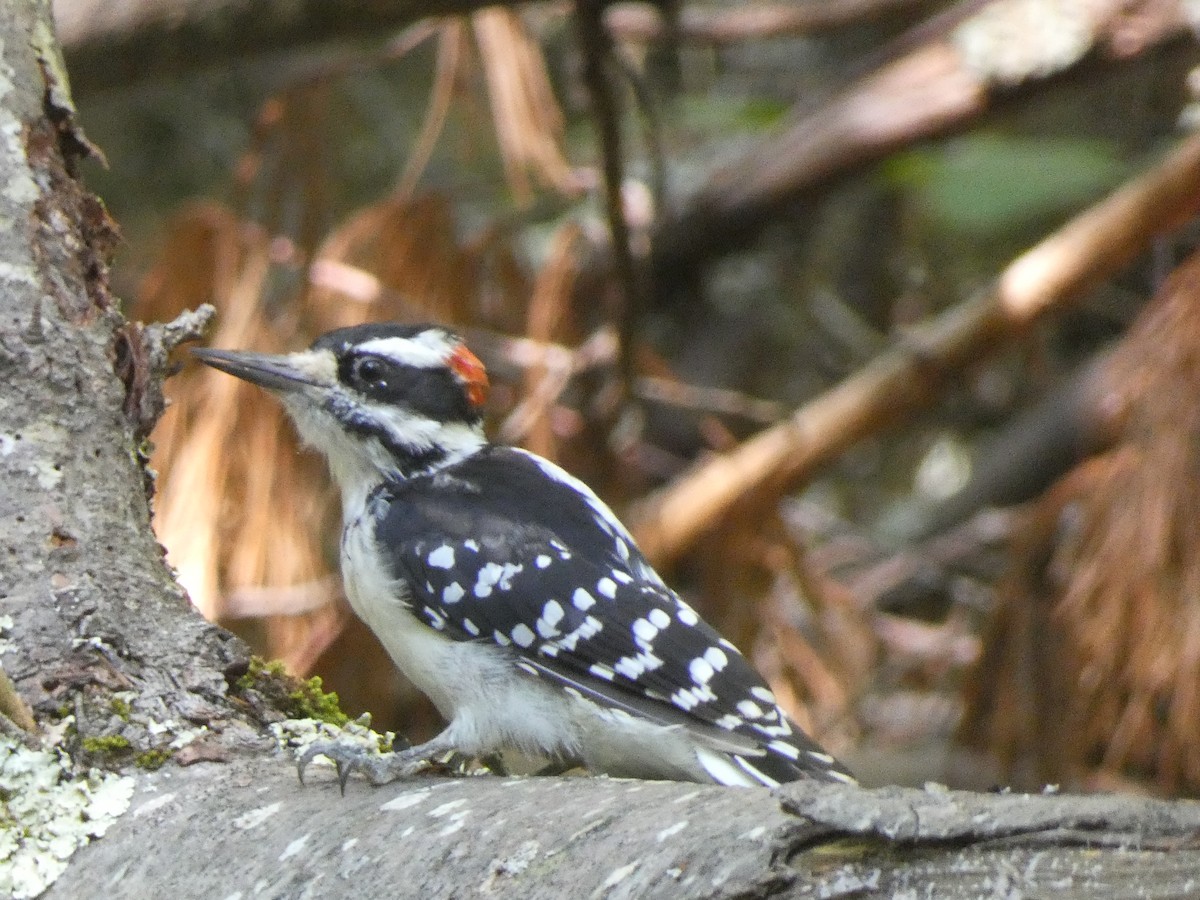 Hairy Woodpecker - ML622377438