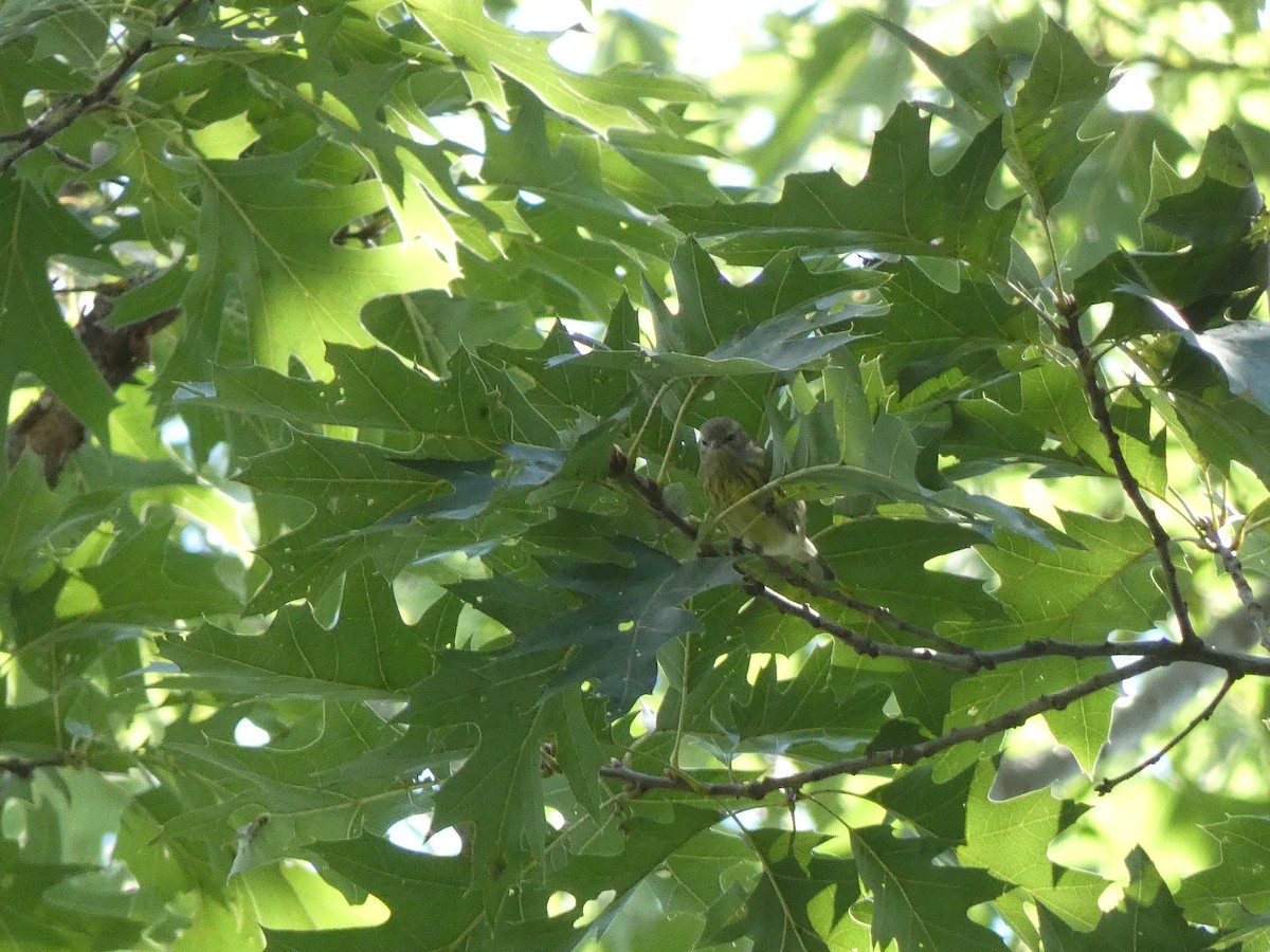 Cape May Warbler - ML622377448