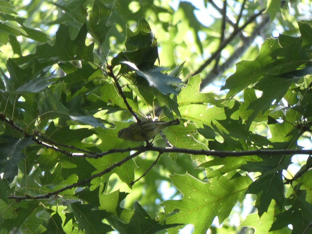 Cape May Warbler - ML622377449