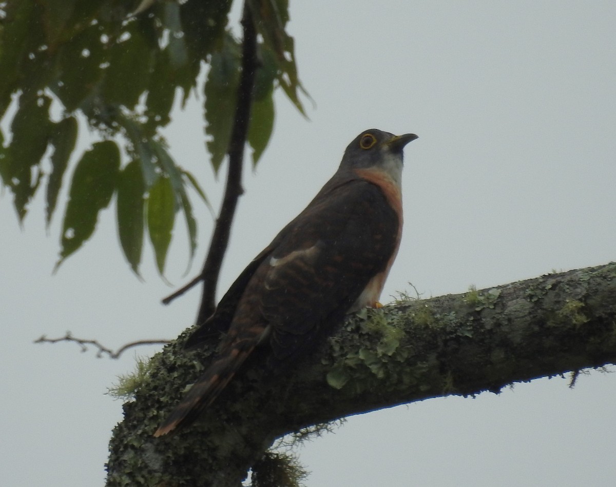 Philippine Hawk-Cuckoo - ML622377633