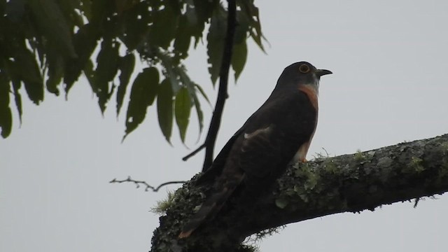 Philippine Hawk-Cuckoo - ML622377635