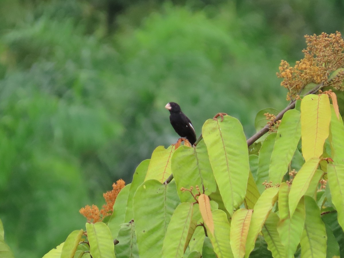 Large-billed Seed-Finch - ML622377747