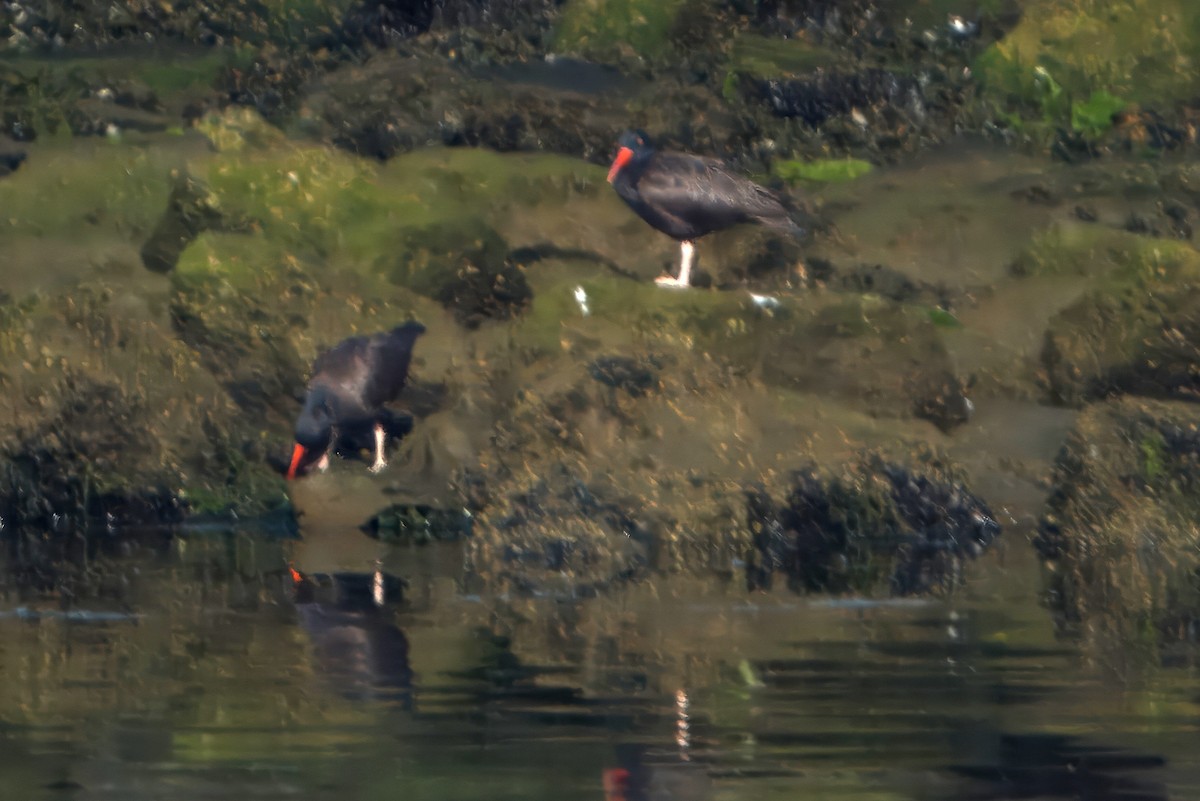 Black Oystercatcher - ML622377767