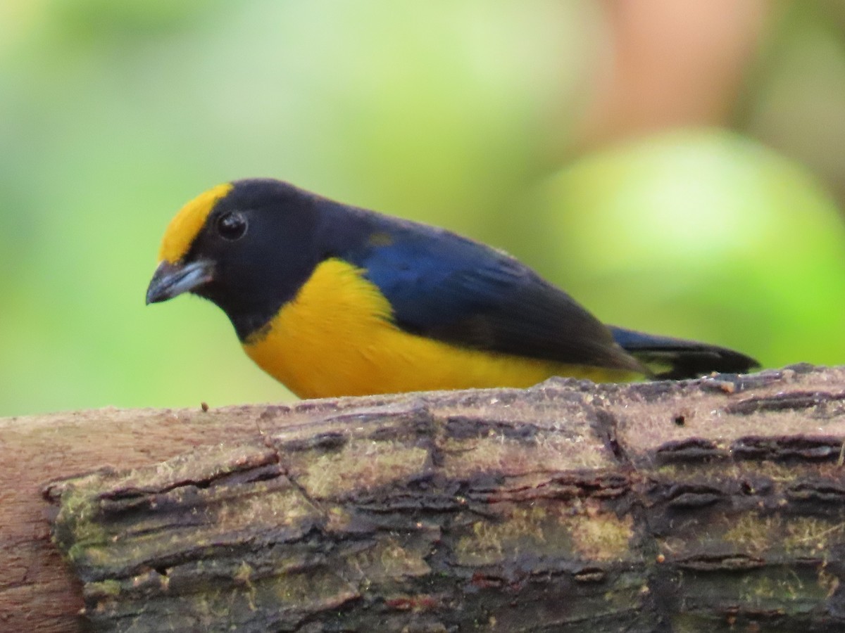 Orange-crowned Euphonia - ML622377862