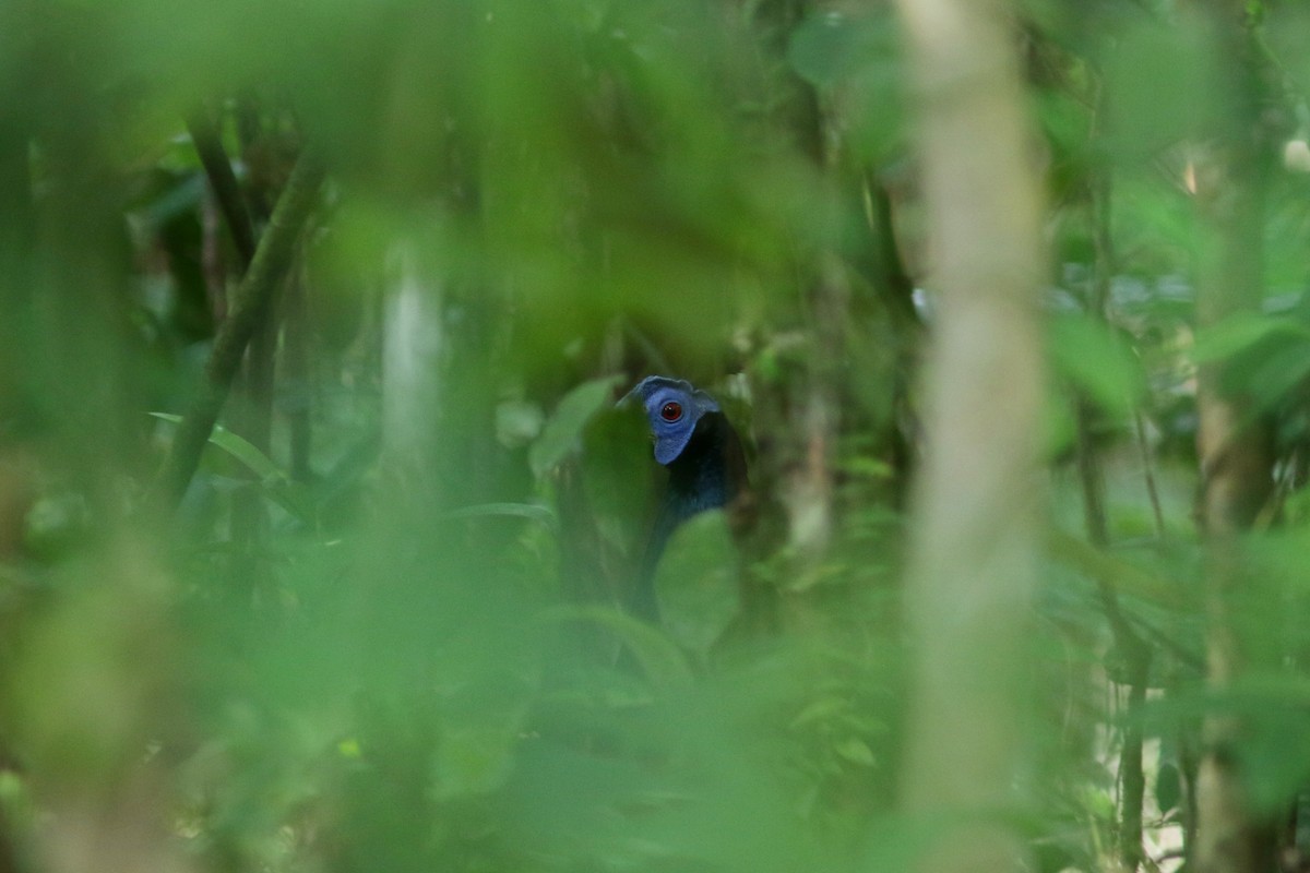 Bornean Crested Fireback - ML622377932