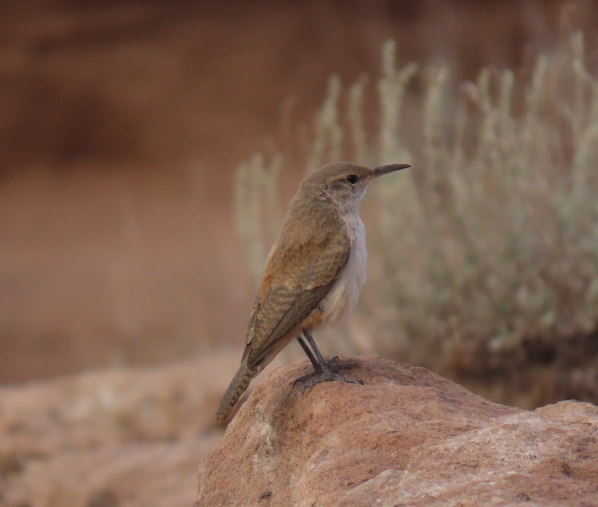 Rock Wren - ML622377988