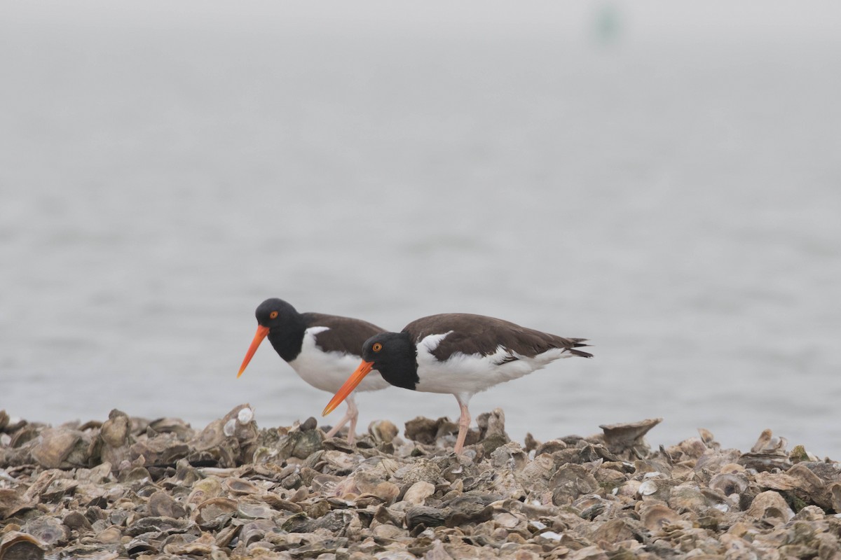 American Oystercatcher - ML622378001