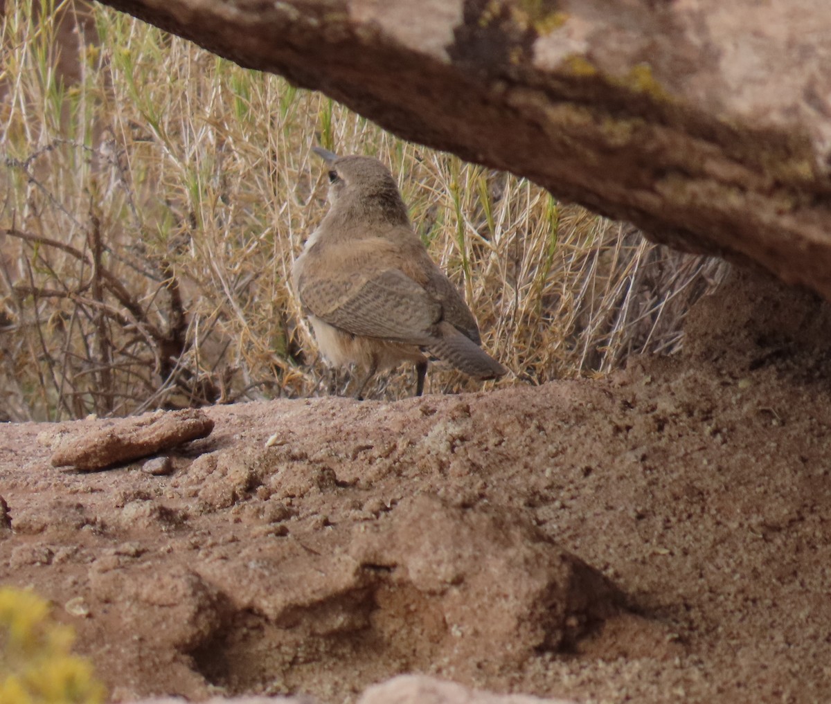 Rock Wren - ML622378004