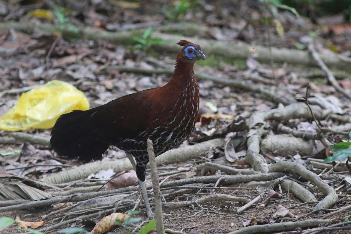 Bornean Crested Fireback - ML622378077