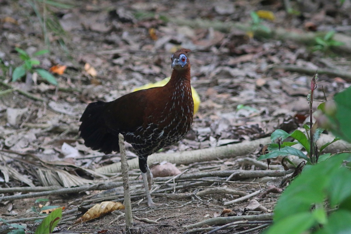 Bornean Crested Fireback - ML622378078