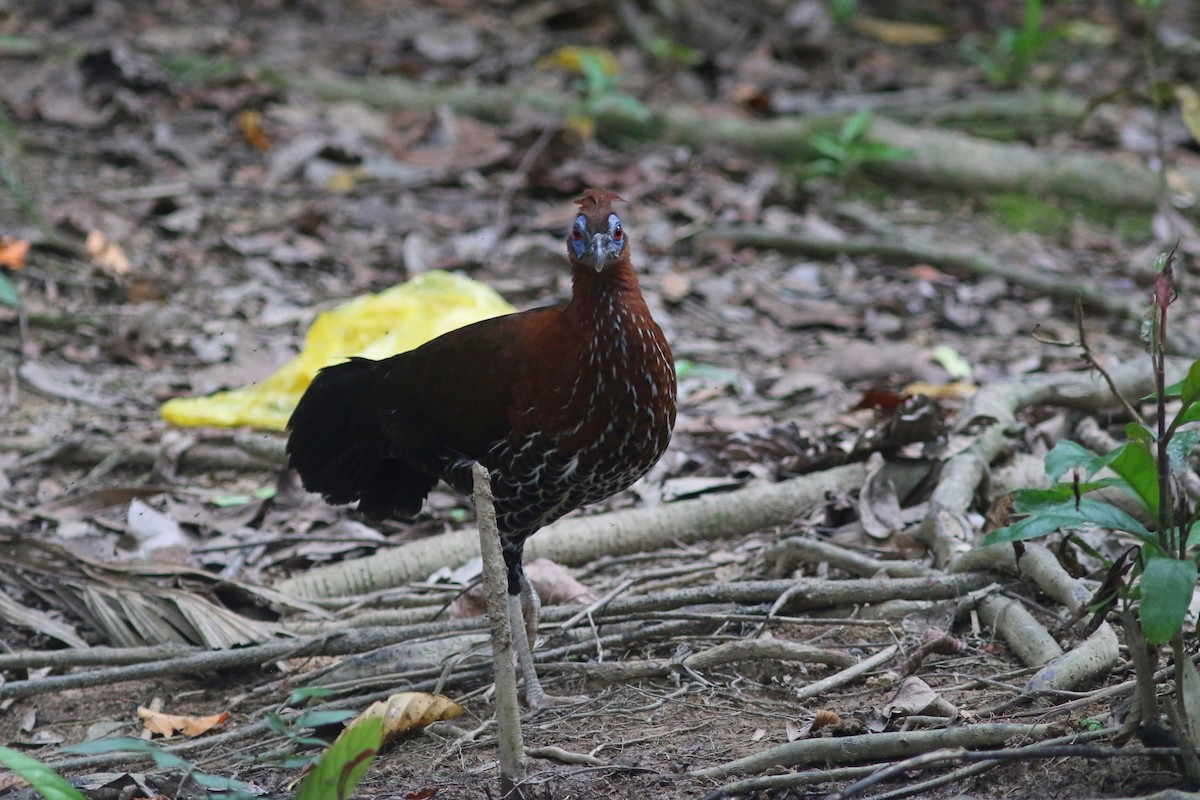 Bornean Crested Fireback - ML622378079