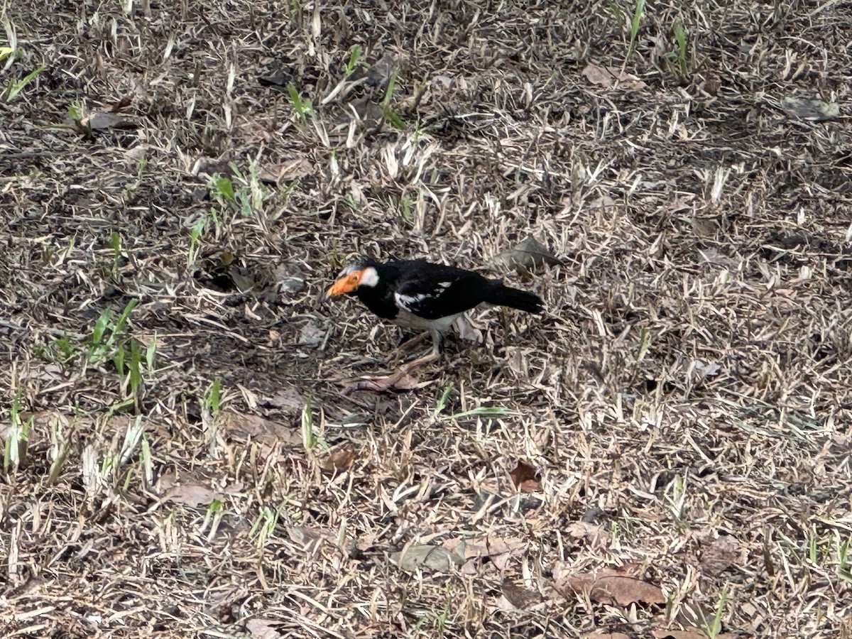 Siamese Pied Starling - ML622378113