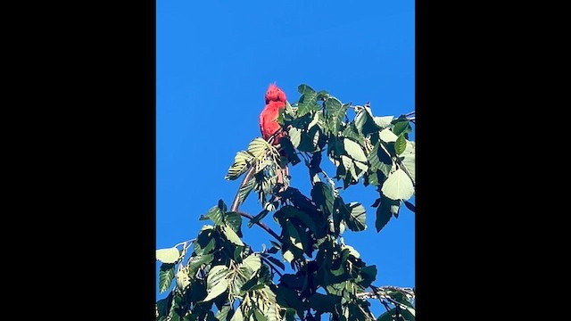 Cardenal Norteño - ML622378124