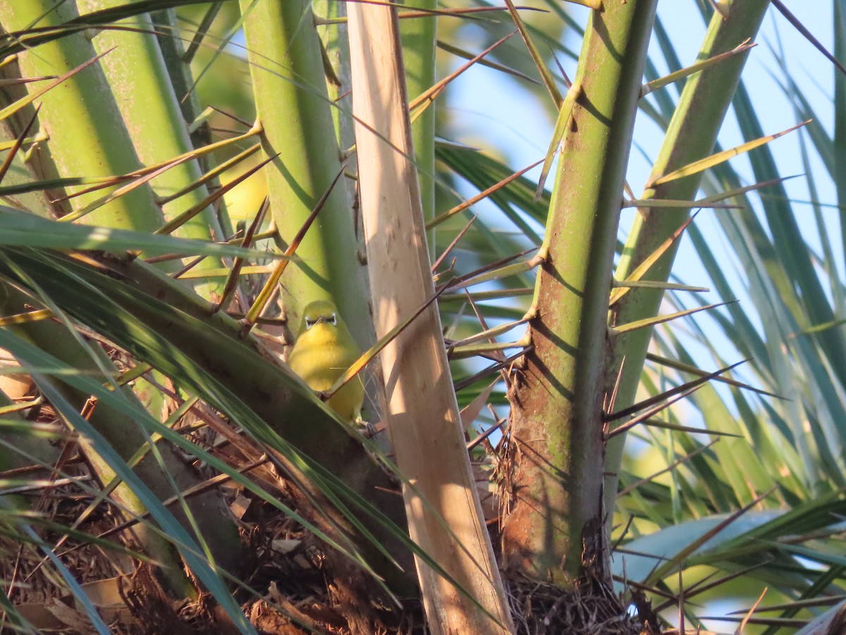 Northern Yellow White-eye - ML622378126