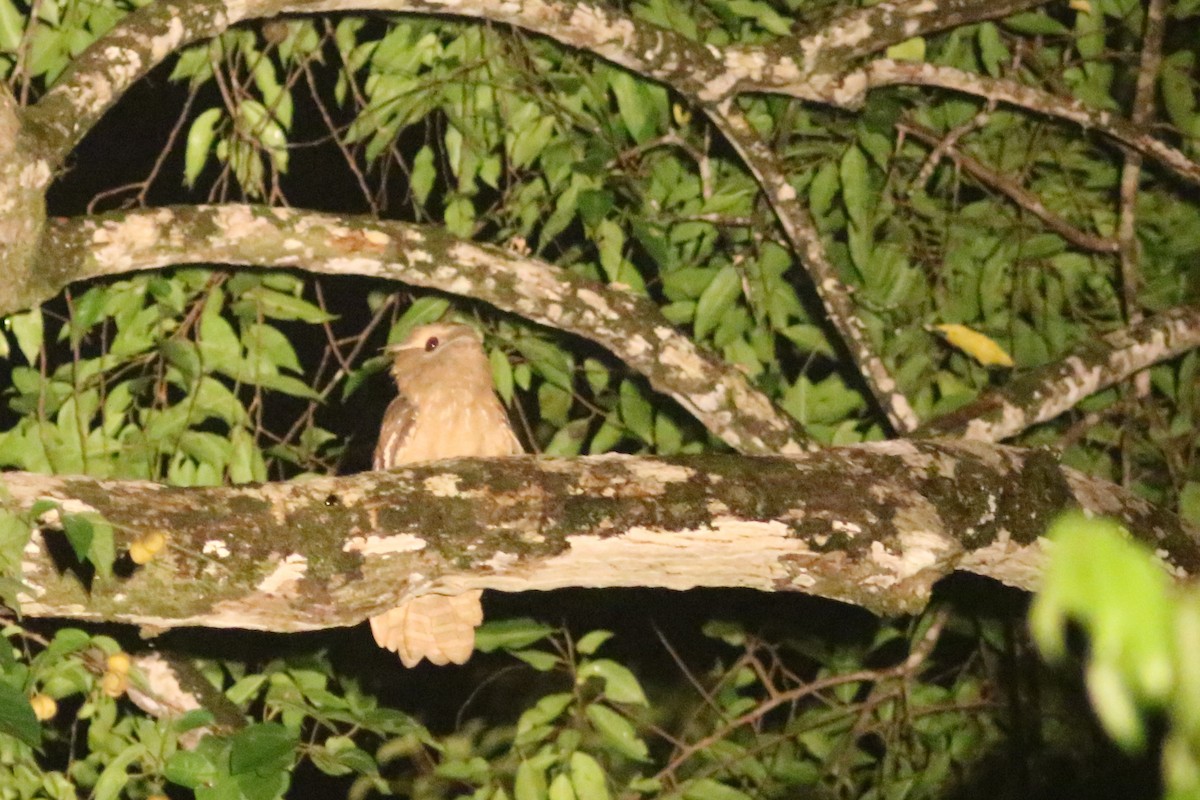 Large Frogmouth - Benjamin Pap