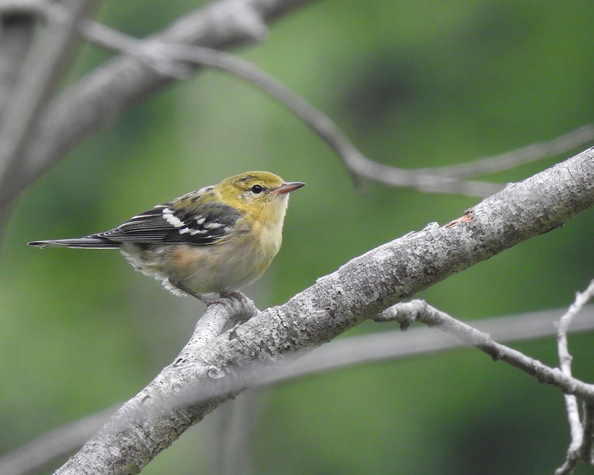 Bay-breasted Warbler - ML622378150