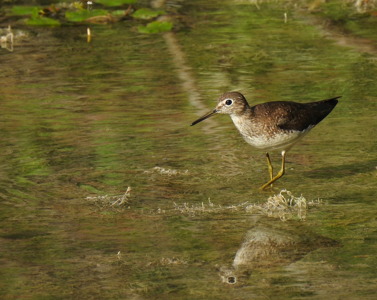 Solitary Sandpiper - ML622378153