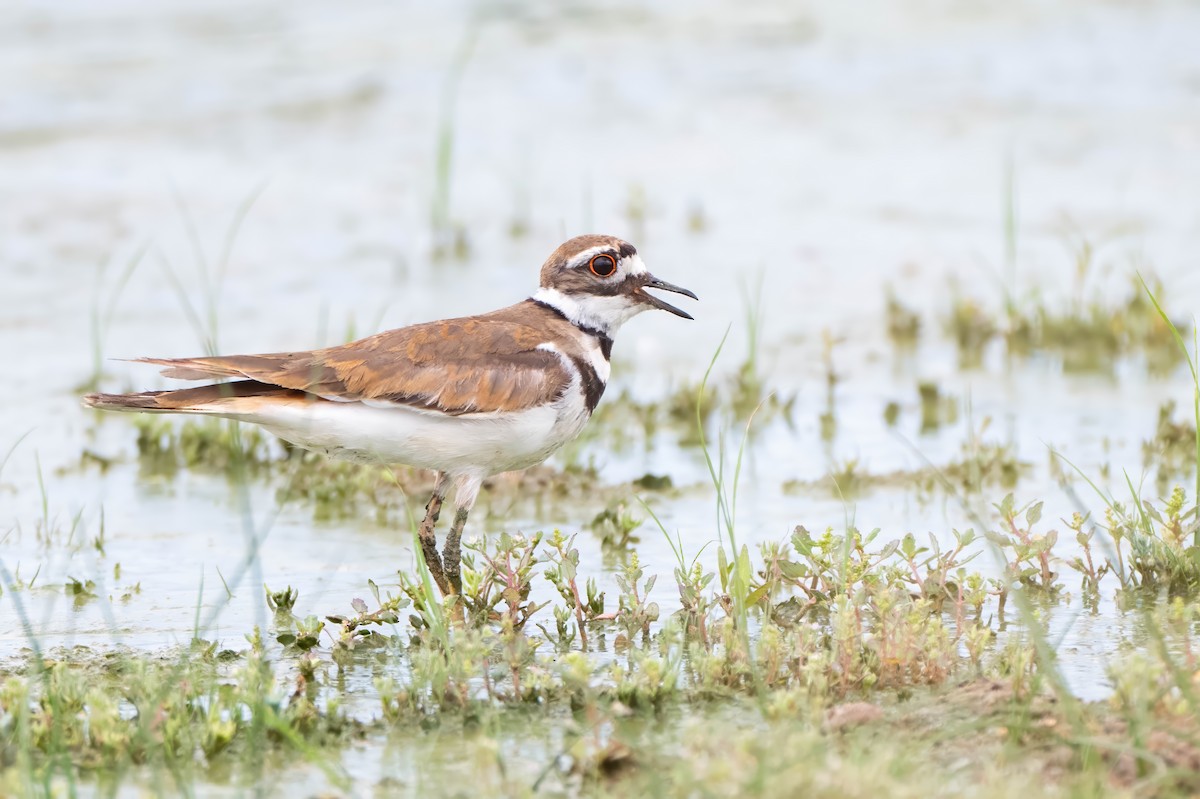 Killdeer - Cello Caruso-Turiello