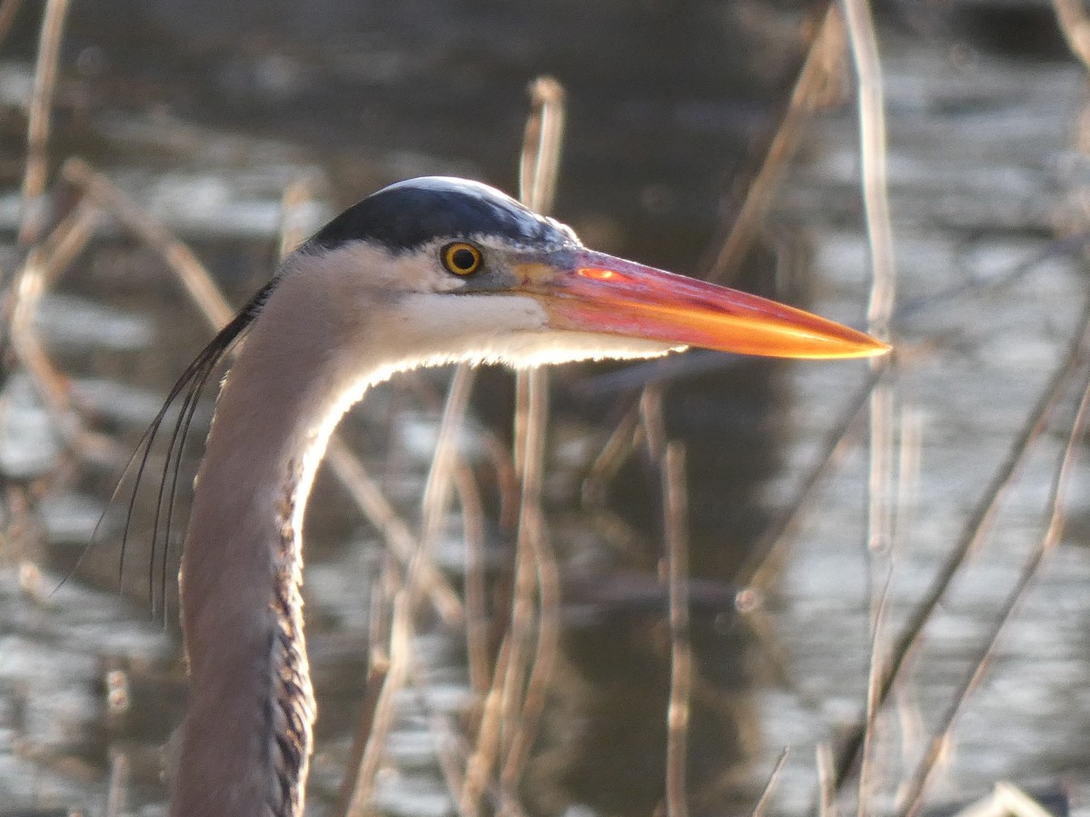 Great Blue Heron - Elliot Dziedzic