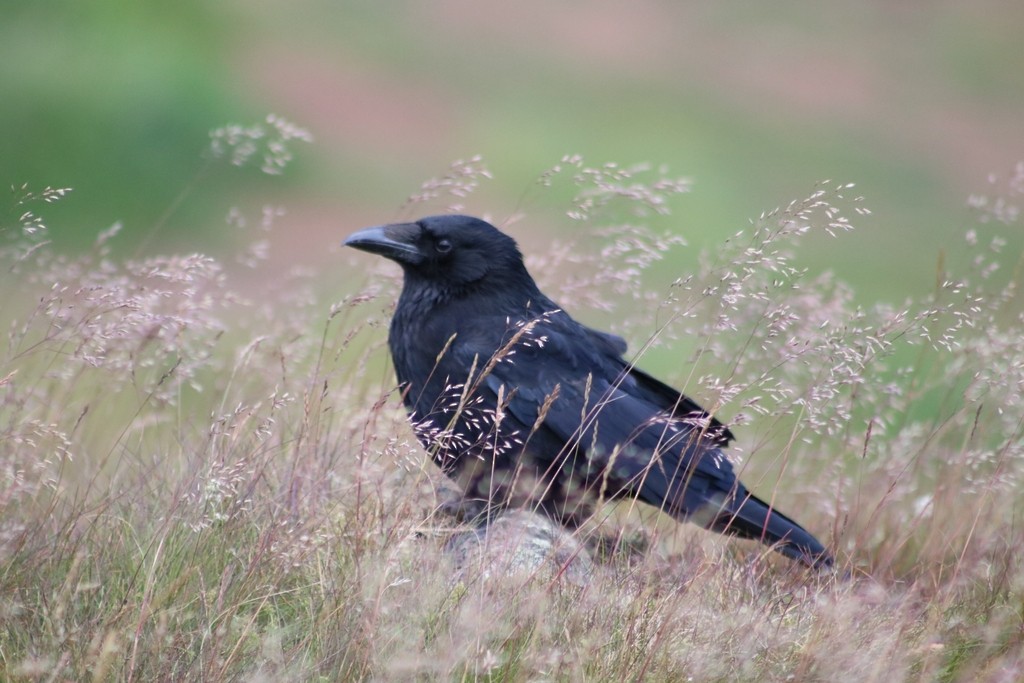 Carrion Crow - ML622378327