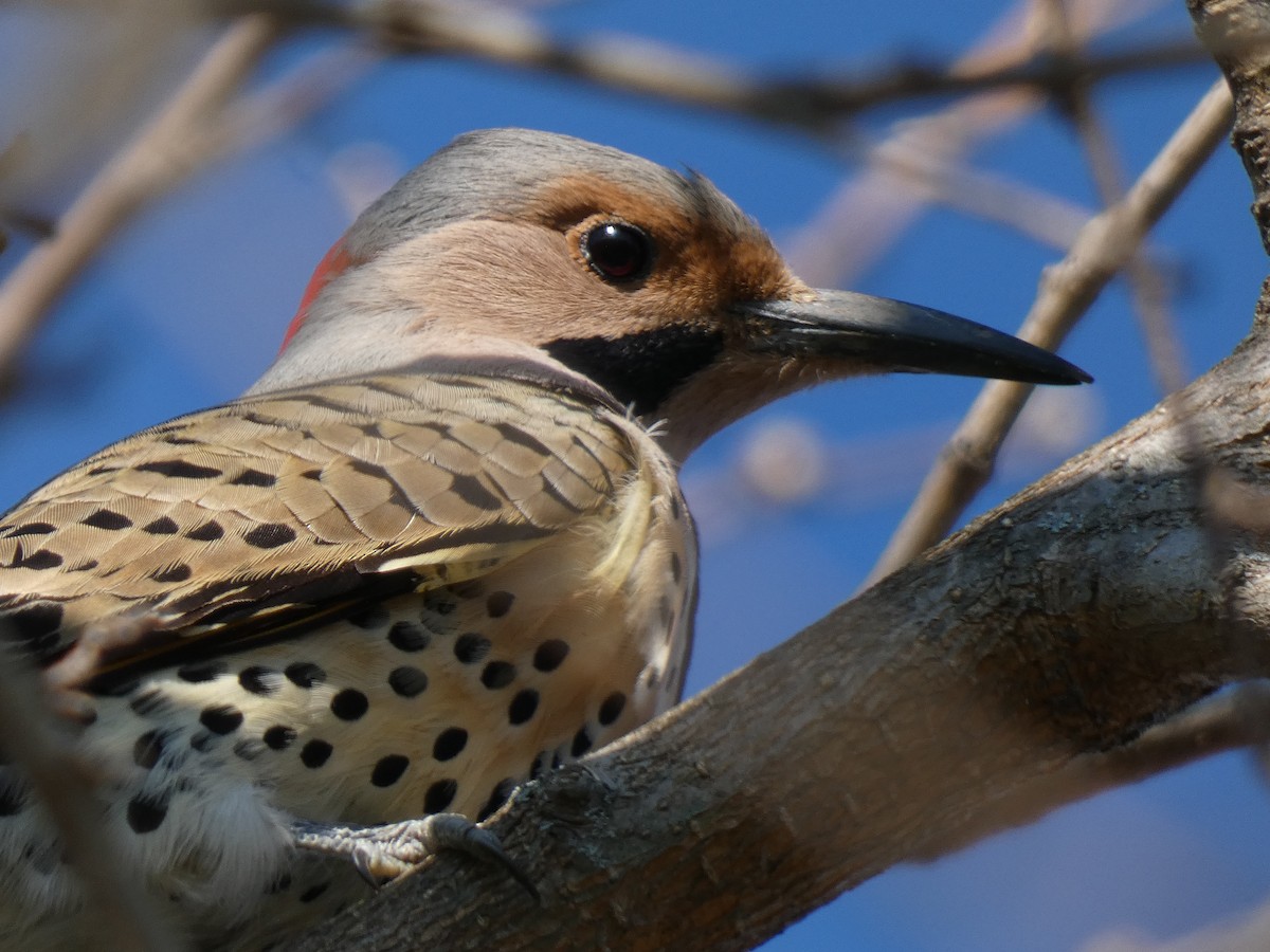 Northern Flicker - ML622378407