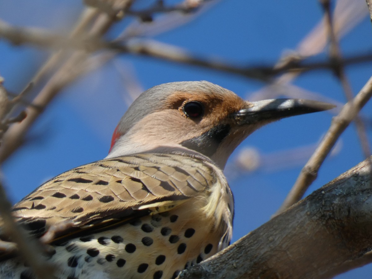 Northern Flicker - ML622378433