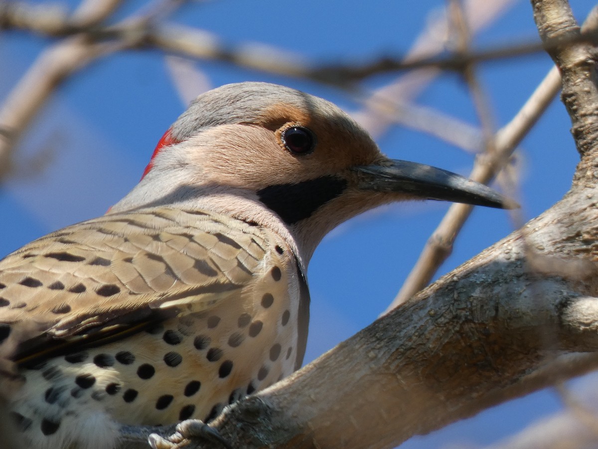 Northern Flicker - ML622378463