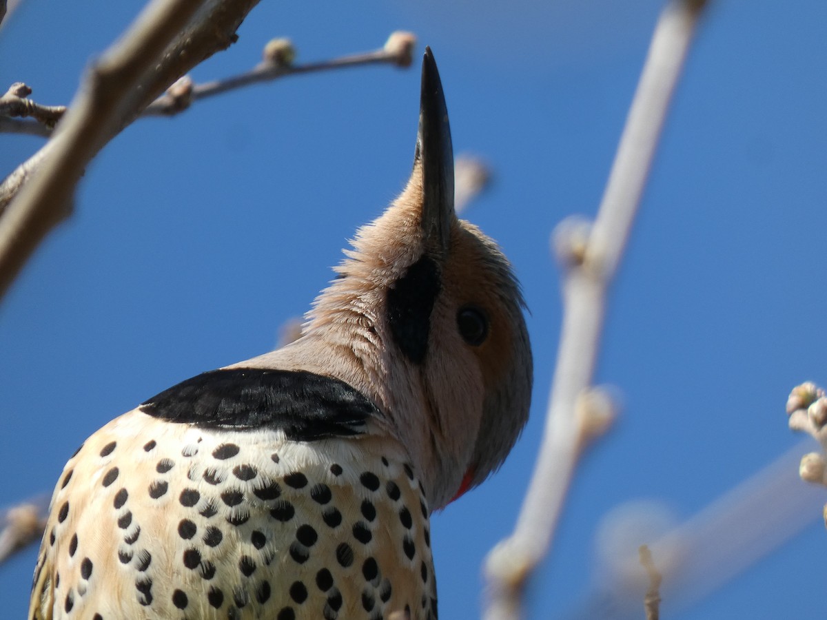 Northern Flicker - ML622378479