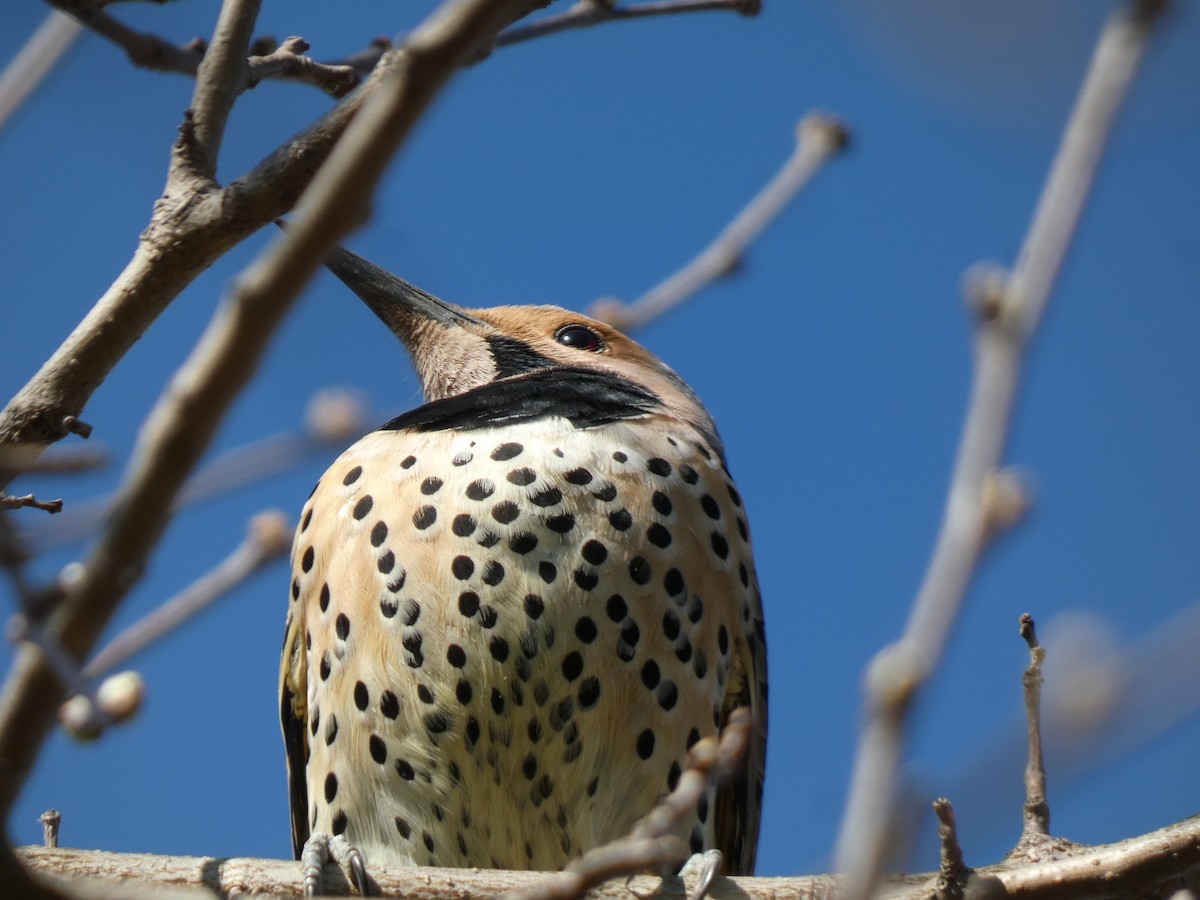 Northern Flicker - ML622378483