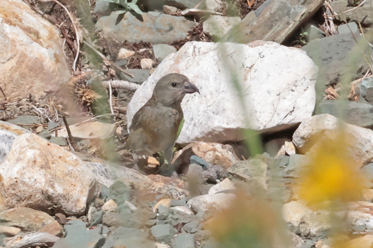 Red Crossbill - Margaret Sloan