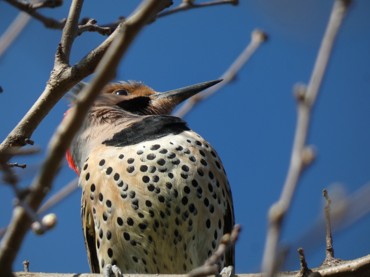 Northern Flicker - Elliot Dziedzic