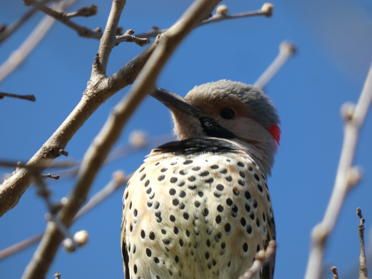 Northern Flicker - ML622378502