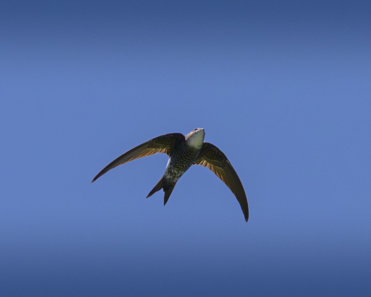 Pacific Swift - ML622378515