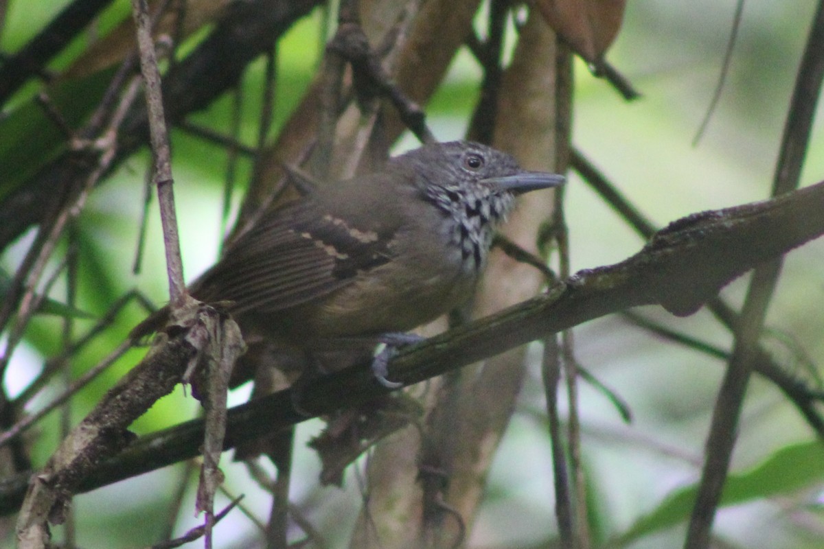 Checker-throated Stipplethroat - ML622378545