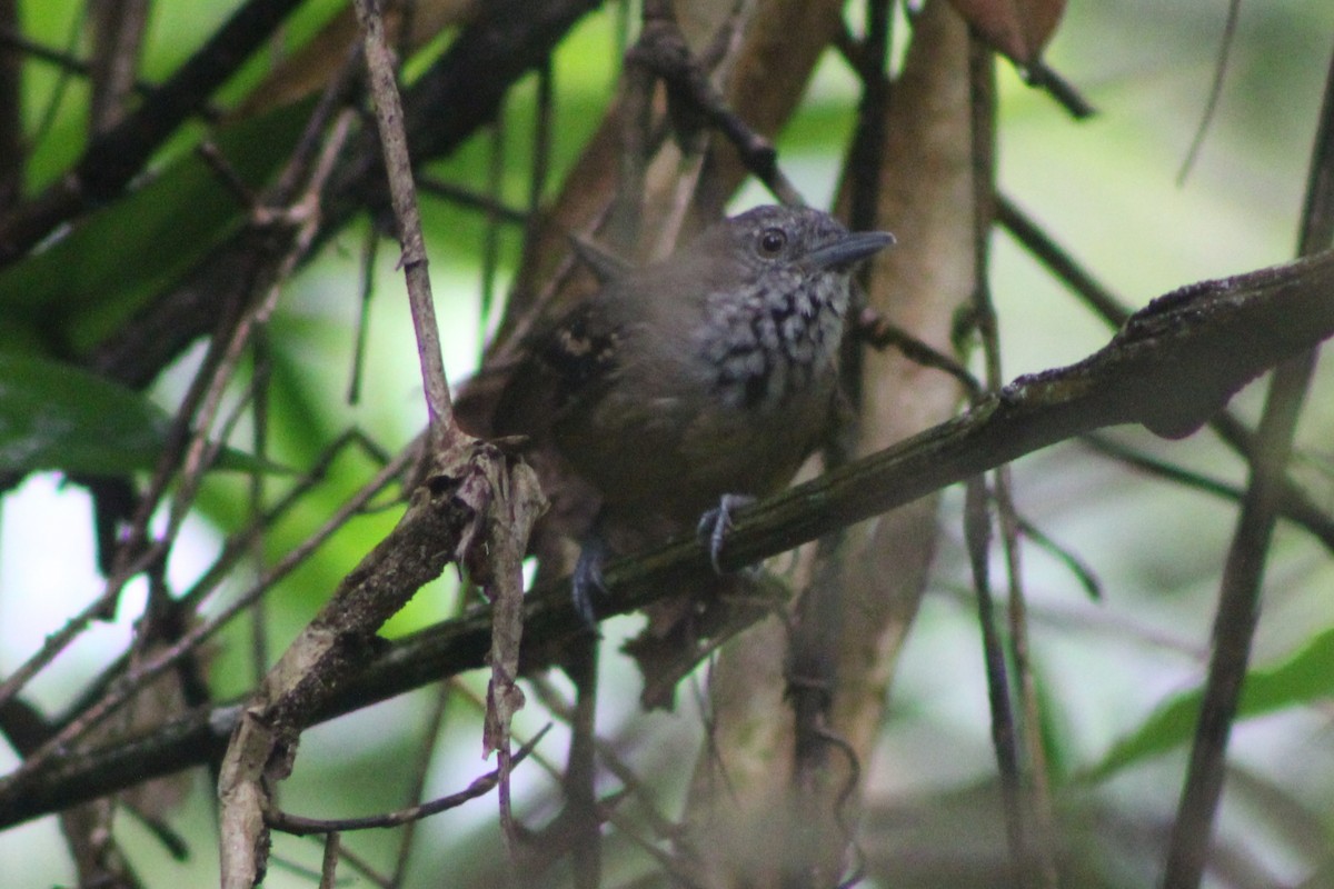 Checker-throated Stipplethroat - Tommy DeBardeleben