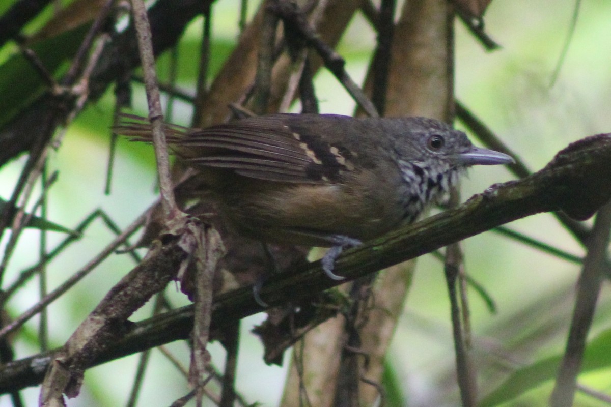 Checker-throated Stipplethroat - ML622378547