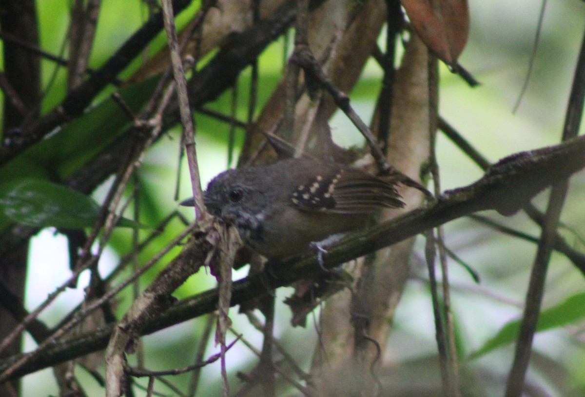 Checker-throated Stipplethroat - ML622378549