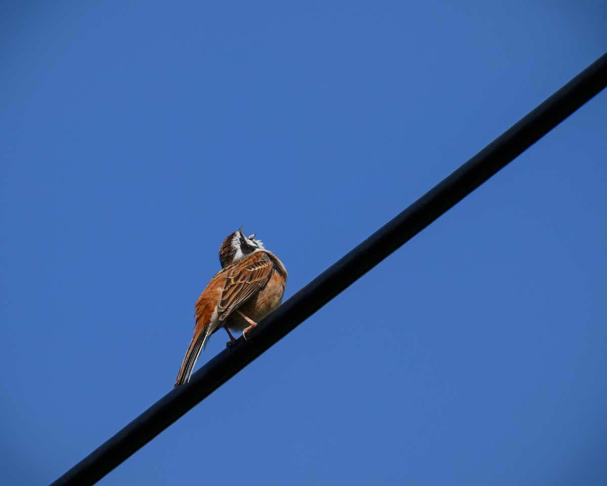 Meadow Bunting - ML622378568