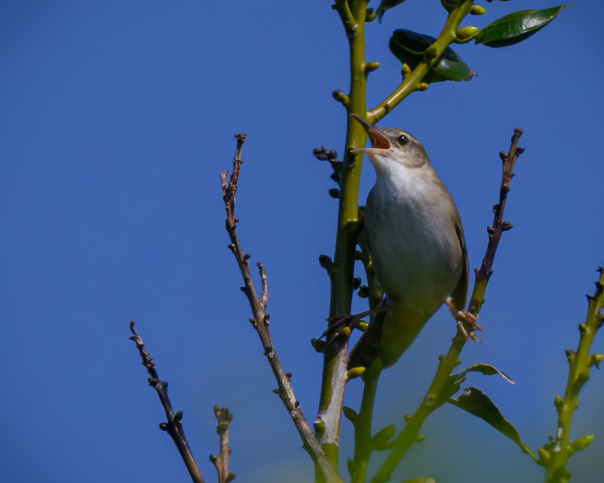 Pleske's Grasshopper Warbler - ML622378575