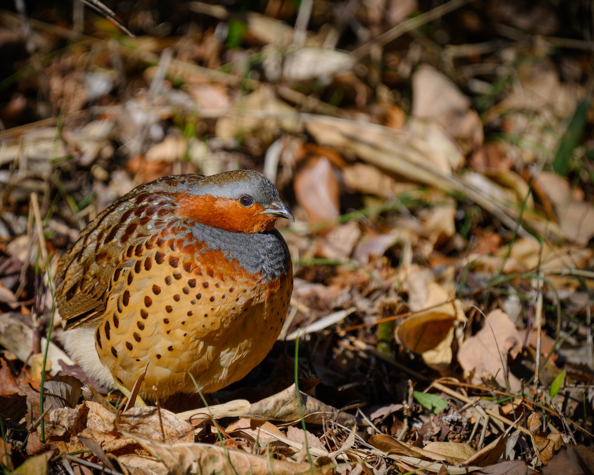 Chinese Bamboo-Partridge - ML622378581