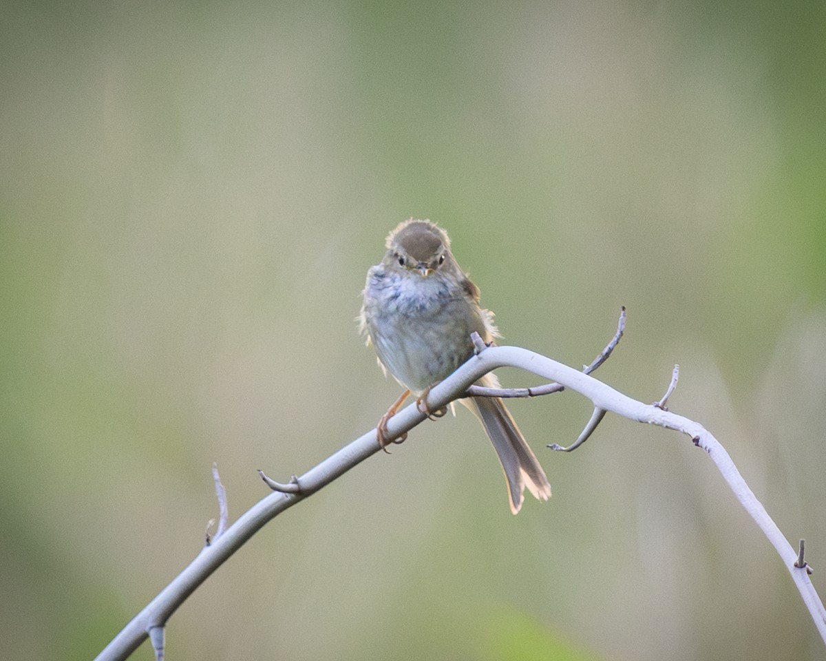 Japanese Bush Warbler - ML622378586