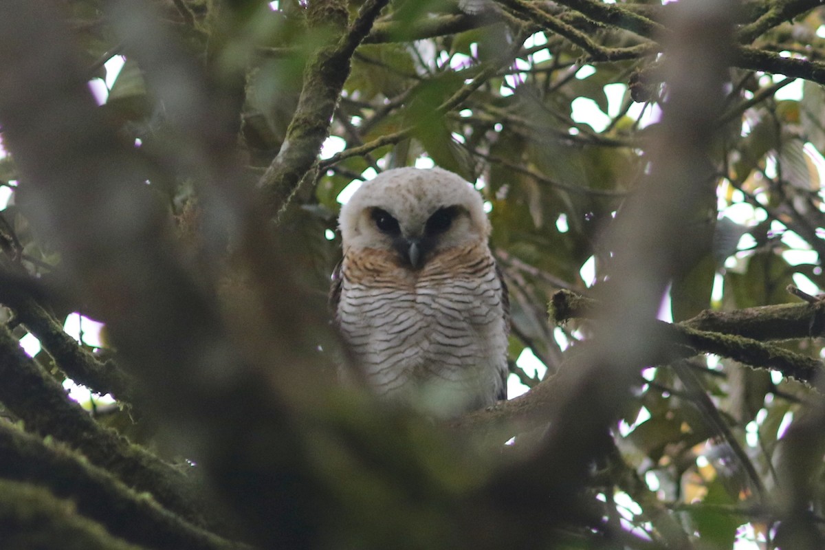 Brown Wood-Owl (Bornean) - ML622378587