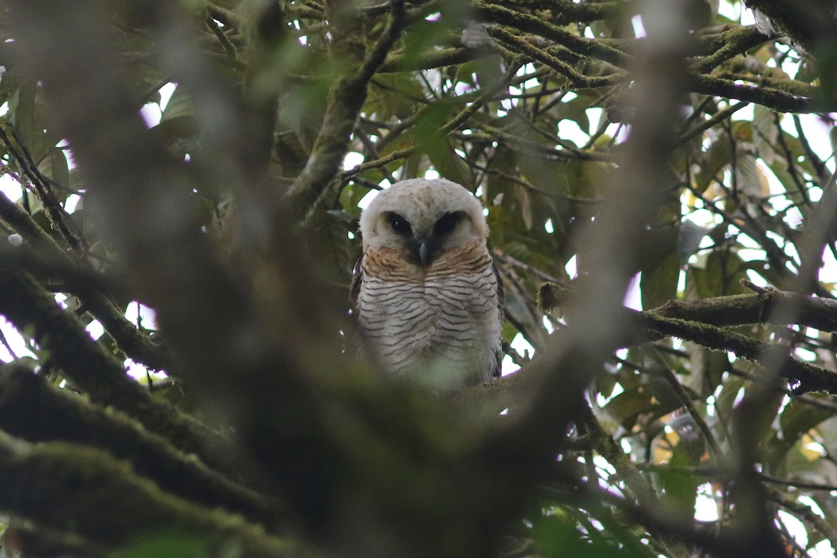 Brown Wood-Owl (Bornean) - ML622378588