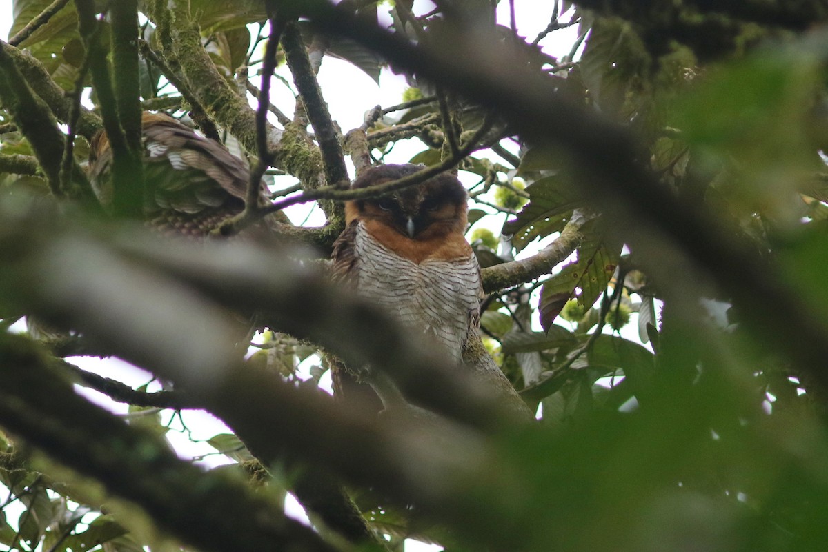 Brown Wood-Owl (Bornean) - ML622378589