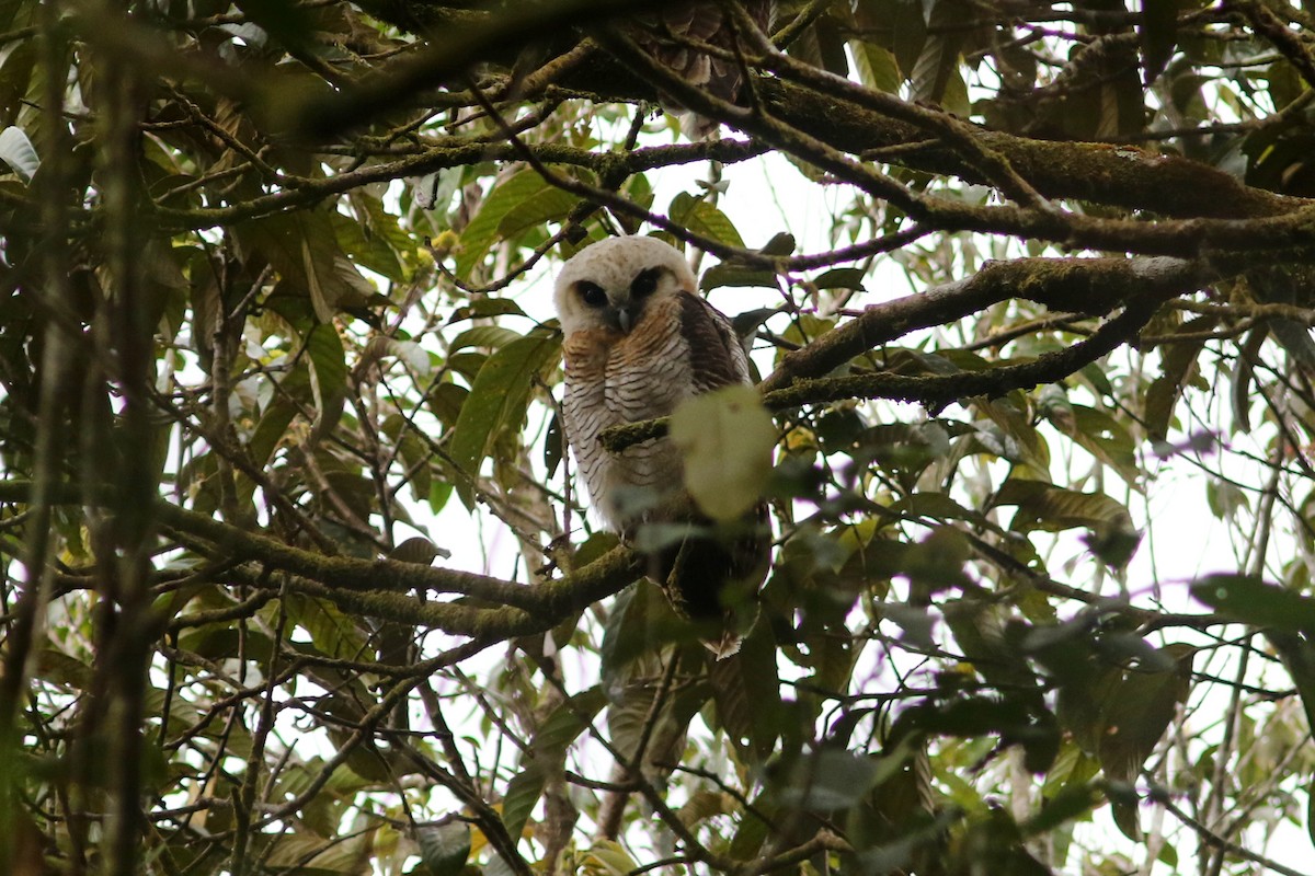 Brown Wood-Owl (Bornean) - ML622378590