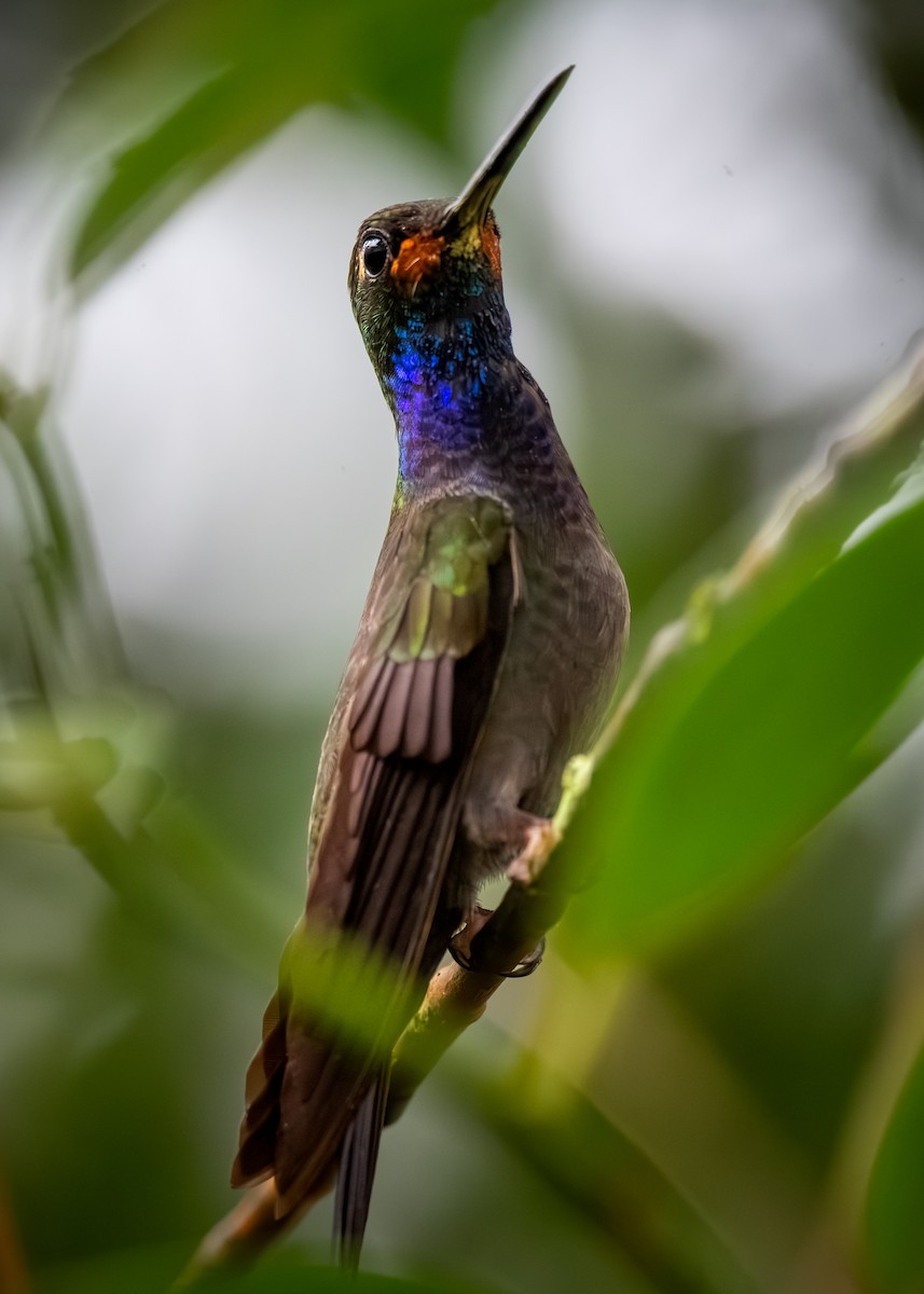 Colibrí de Bouguer Occidental - ML622378616