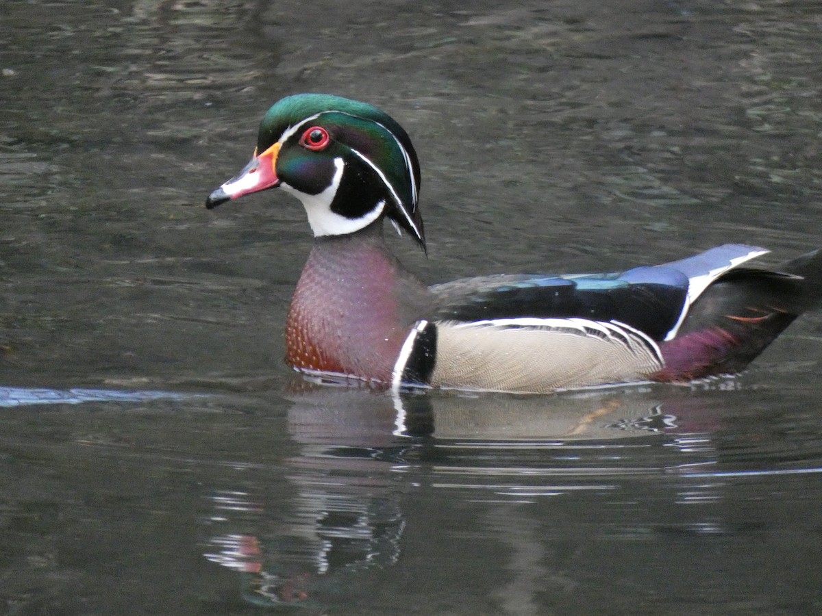 Wood Duck - ML622378622