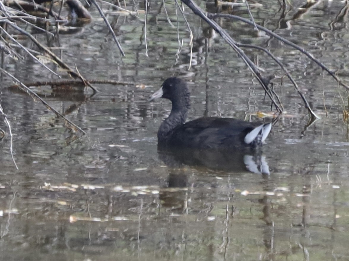 American Coot - ML622378623